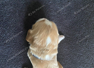 Cocker Spaniel Puppies