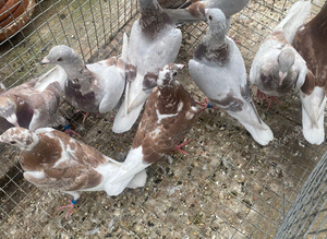 Bricoux racing pigeons