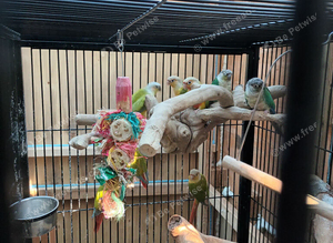 Split for lutino Conures mutations