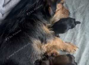 Schweenie puppies for sale
