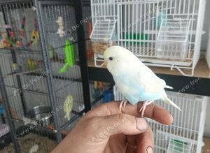 Hand tame baby rainbow