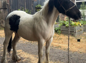 1 year old colt