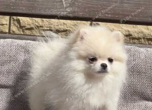Adorable Mini Pomeranian Puppies