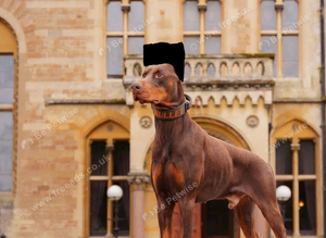 Trained Doberman