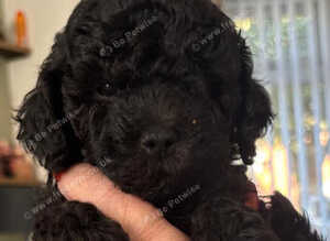 F1bb cockerpoo puppies
