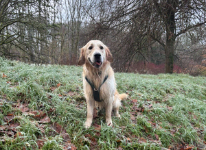 Proven Golden Retriever Stud Available
