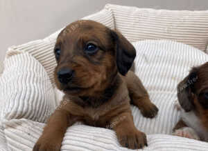 2 beautiful doxiepoos.