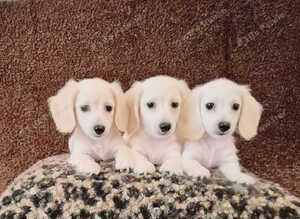 Rare Cream Mini Longcoat Dachshund Puppies