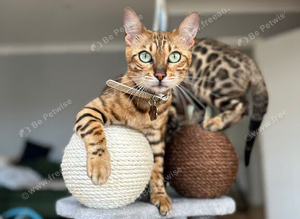 Female bengal