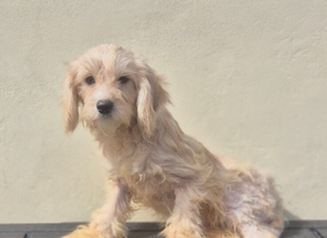 Beautiful boy cockapoo puppy