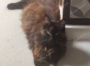 Purebred Maine Coon kittens