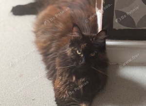 Purebred Maine Coon kittens