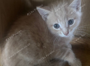 Beautiful kittens ready now