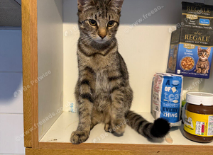 Kitten looking for a loving home