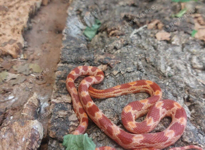 Corn Snakes at Birmingham Reptiles