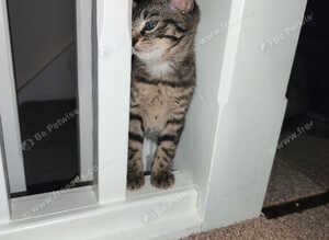 Two adorable kittens looking for a loving home!