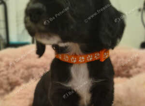 Working Cocker Spaniel Puppies Ready for Homes