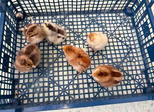 Wellsummer chicks