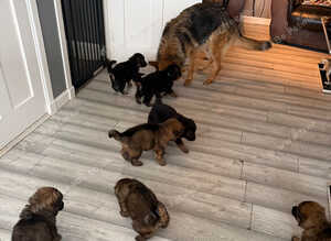 Glenconner German shepherds