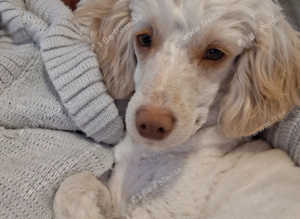 Cockapoo for stud
