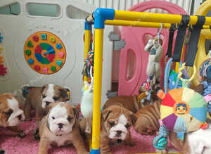 KC REG,english Bulldog Puppies from Health Tested Parents