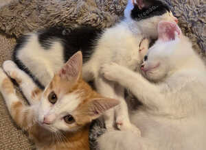 Gorgeous Female Kittens - 12 Weeks - Litter Trained & Flea Treated