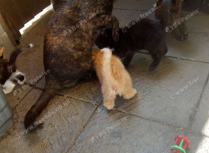 Lovely Kittens  for you