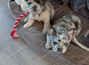 Beautiful merle girls