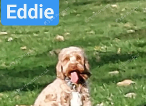 F1 Cockapoo Stud