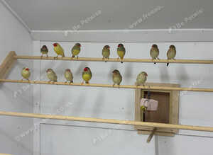 Starfinch pairs for sale