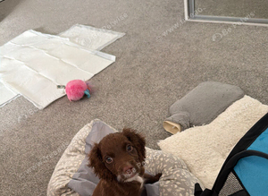 Adorable little Cocker Spaniel pup