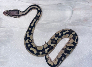 Female Ball Python and Viv