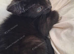 3 kittens for sale