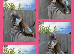 cane corso puppies