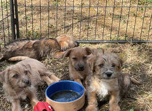 Norfolk x Jack Russell pups