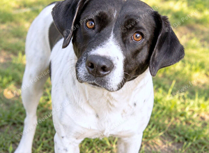 Daisy ️ Calm & Loving Medium Size Girl with Pointer Mix Looks