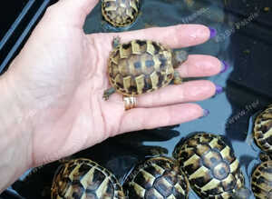 Swansea Hermann Tortoise Home