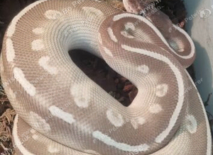 Ball python purple passion