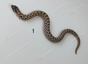 Western Hognose Babies (Various)