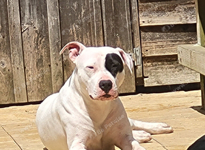 Female american bulldog