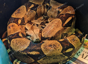 Dwarf BCI Boa