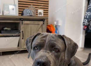 Rex cane corso
