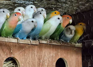 Love birds for sale