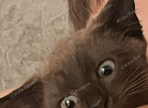 12 week old kittens
