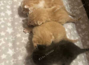 Ragdoll Cross Kittens