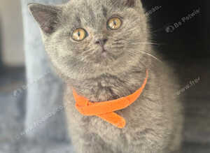 Stunning British shorthair kittens