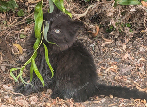 Persian cross kitten