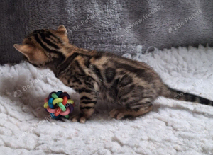 Last one of the litter. Male Bengal kitten