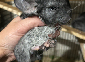 Baby Male Chinchilla