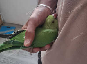 Beautiful baby ringneck talking parrot